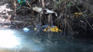 CONTAMINACIÓN de río en Tlaxiaco