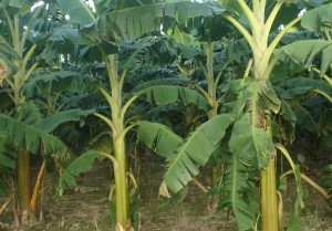 Piden triquis apoyo para la conformación de un Consejo Productor de Plátano en la zona de Putla