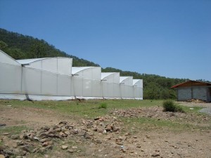 Primeras heladas afectan el campo Mixteco
