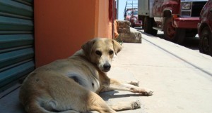 Reclaman el aumento de perros callejeros en Tlaxiaco